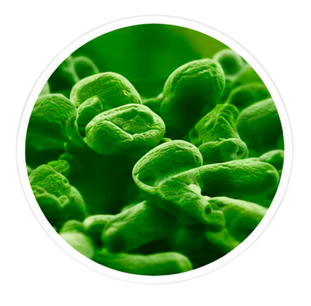 Bifidobacterium lactis BL-04 in ProDentim
