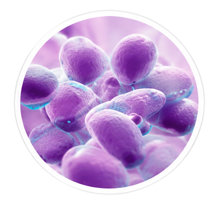 Lactobacillus Reuteri in ProDentim
